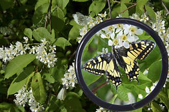 Butterfly on a bush under a magnifying glass 1