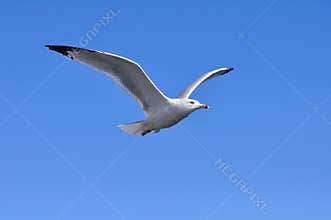 Flying Seagull