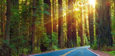 Famous Redwood Highway