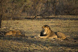 Male Lion in early morning light