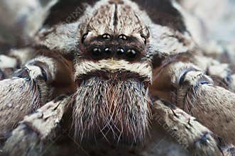 Huntsman spider.