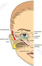 Ear anatomy
