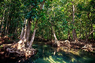 large mangrove tree trunk with interlaced roots and hollow