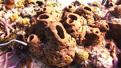 Sea sponge. Close-up