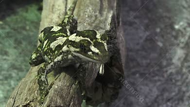 Forest gecko - long-toed gecko