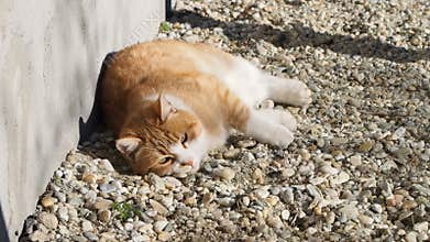 Cat playing near the house movie