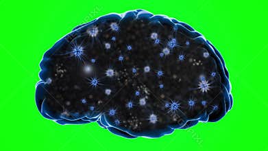Brain impulses. Neuron system. Human anatomy. transferring pulses and generating information, Green screen.