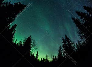 Aurora borealis over Lapland forest in Finland
