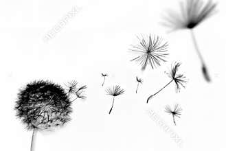 Abstract dandelion