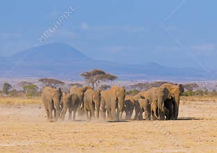 Elephants in amboseli, kenya