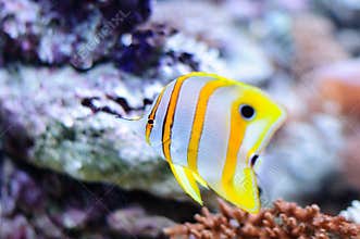 Copper butterflyfish in the aquarium against coral