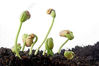 Bean seeds germination