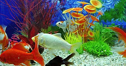 Fish Swimming In Freshwater Aquarium