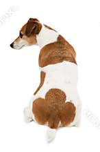Dog's back, ass, buttocks