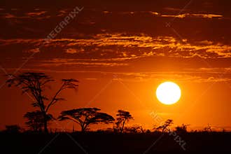Africa safari sunset
