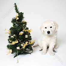 Christmass puppy