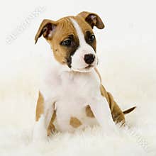 Playfull puppy