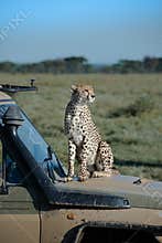Cheetah jumps up on hood of safari vehicle
