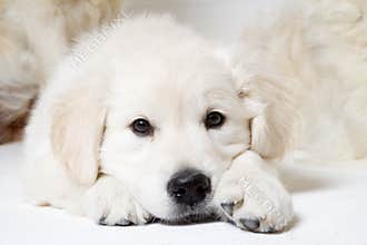 Sweet puppy