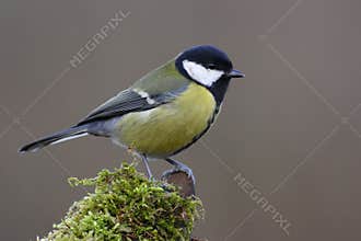 Great Tit