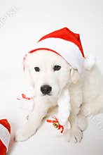 Puppy with hat