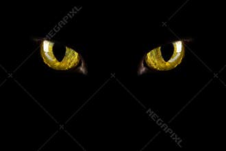 Cat's eyes glowing in the dark