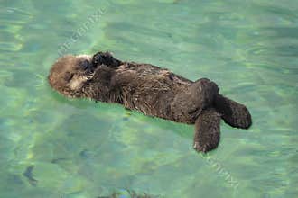 Sea Otter Pup