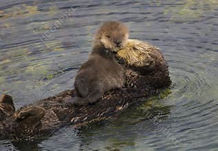 Sea Otter Mother and Pup