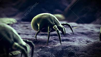 Common dust mites