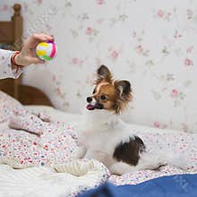Papillon puppy / Continental Toy Spaniel, Butterfly Dog