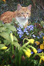 Cat and flowers in garden