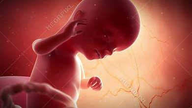 A fetus - week 16