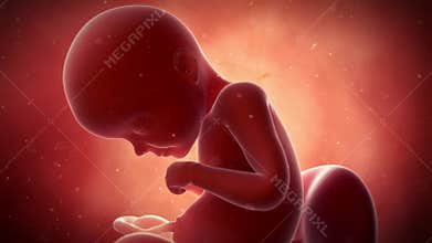 A fetus - week 29
