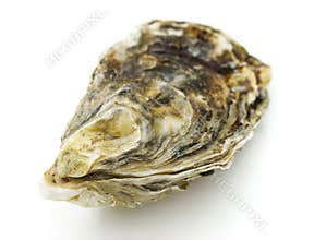 Oyster