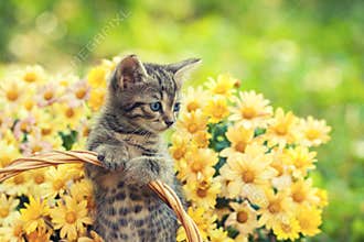 Kitten in the garden with flowers