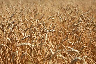 Wheat field in August, southern Poland