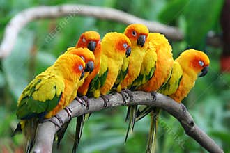 Little Parrots.