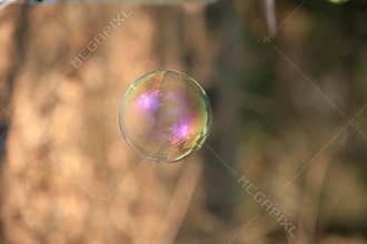 Soap bubble with blurred forest background