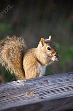 Another Squirrel