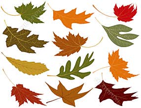 Wind blown fall leaves