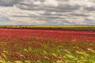 SPRINGTIME. Alta Murgia National Park: field of purple flowers. Apulia-ITALY-