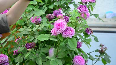 Rose flowers at Botanic Gardens in Singapore