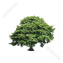 Sycamore Tree