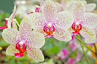 Flora orchids