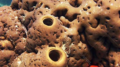 Sea sponge. Close-up