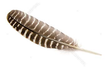 Wild Turkey Feather