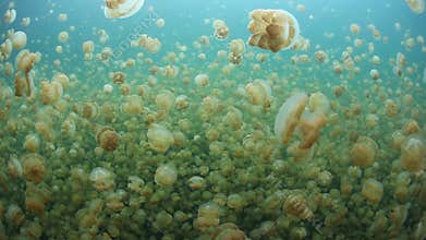 Millions of Jellyfish in Marine Lake