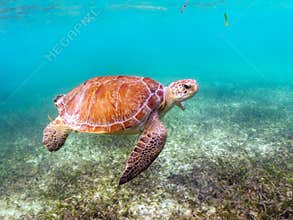 Green Sea Turtle swimming in Akumal, Mexico