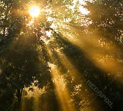 Long sun rays