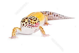 Leopard Gecko Licking Lips